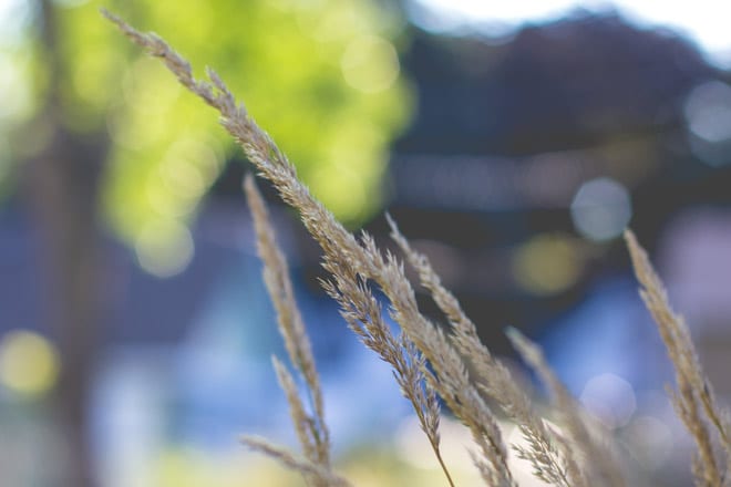Grass in my front yard