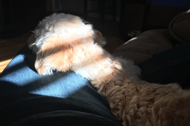 Rocky In The Sun